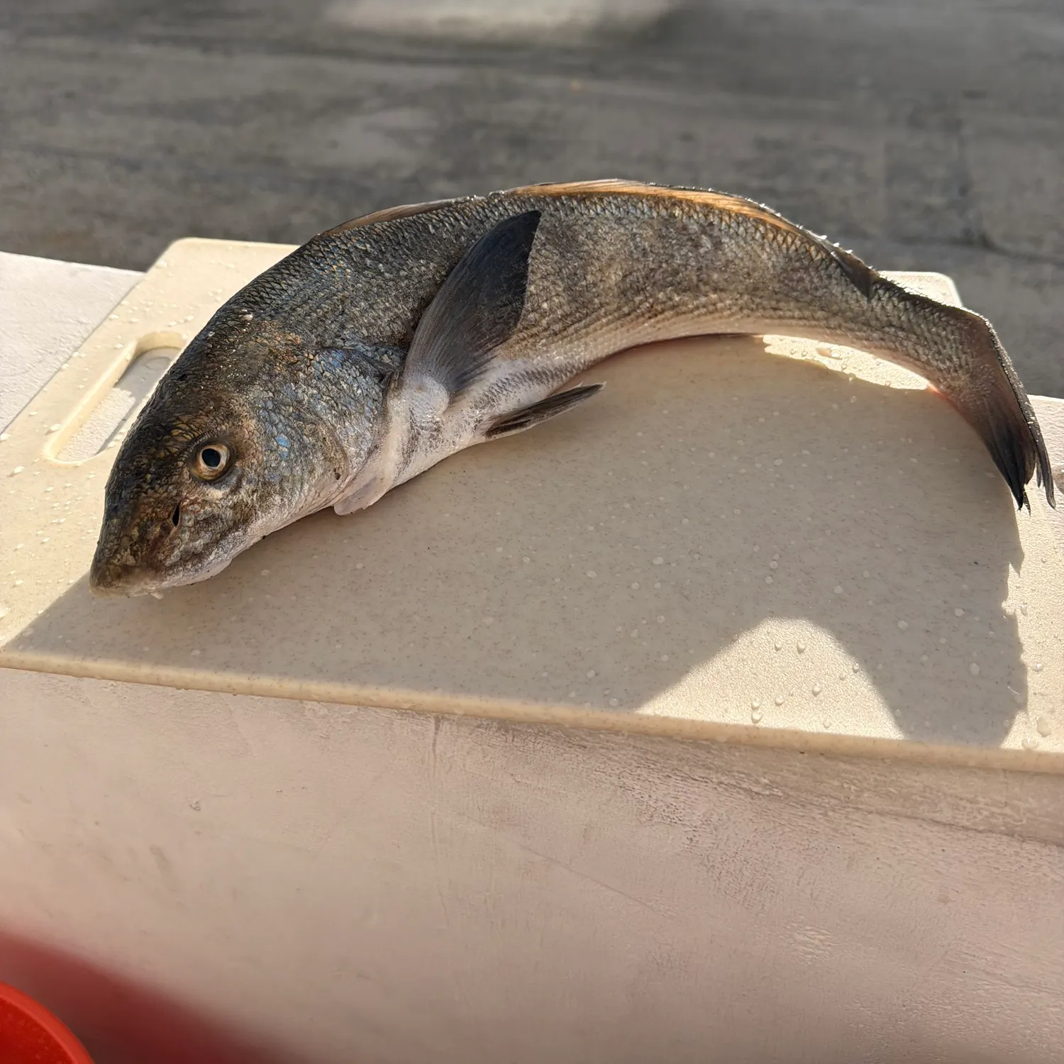 The most recent California corbina catches on Fishbrain