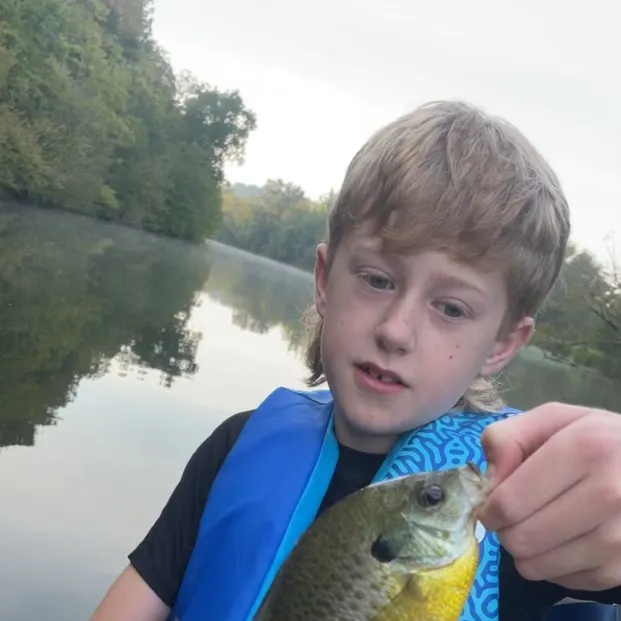 Bluegill caught on Fishbrain