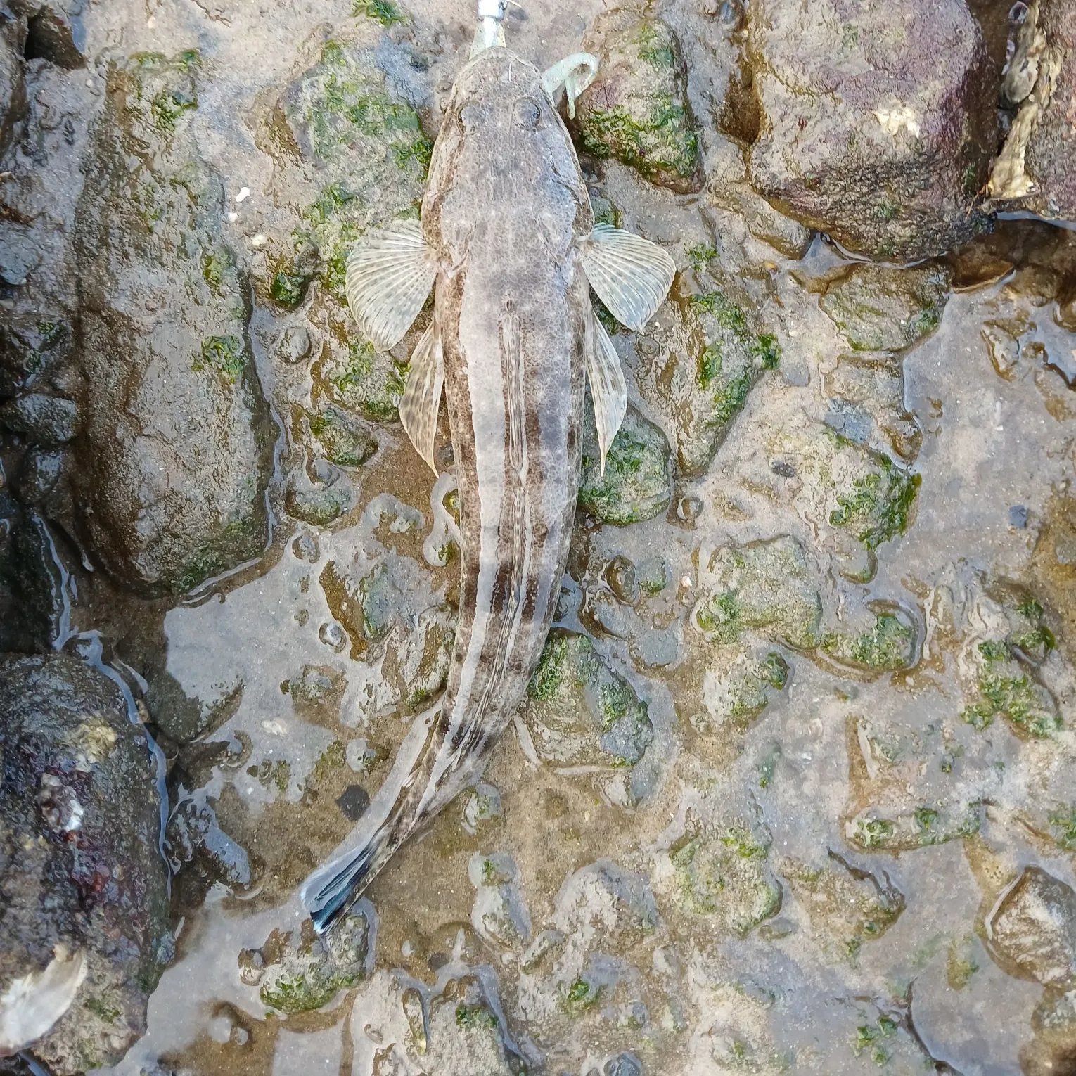 The most recent Dusky flathead catches on Fishbrain