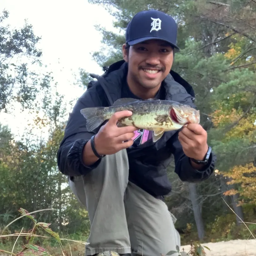 Smallmouth bass caught on Fishbrain