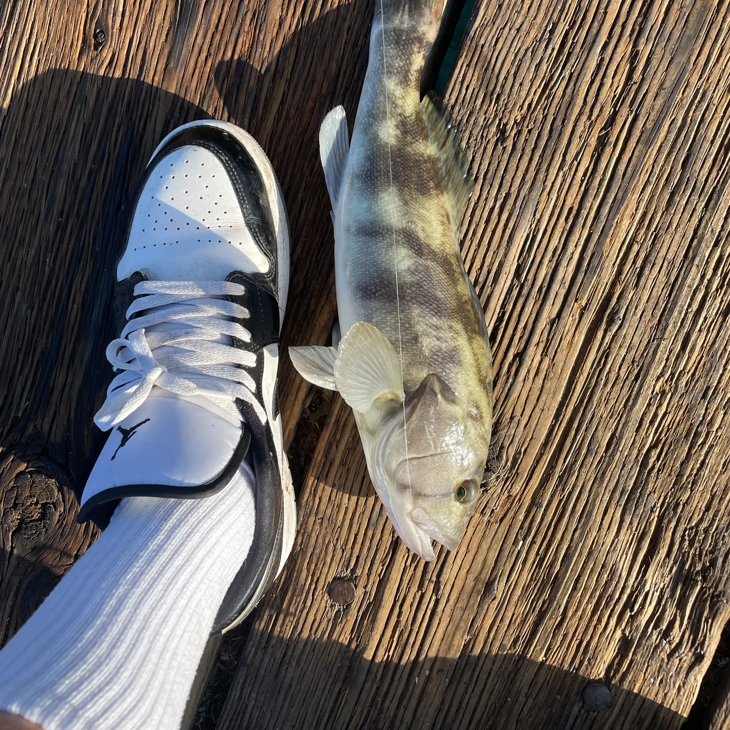 Barred sand bass caught on Fishbrain