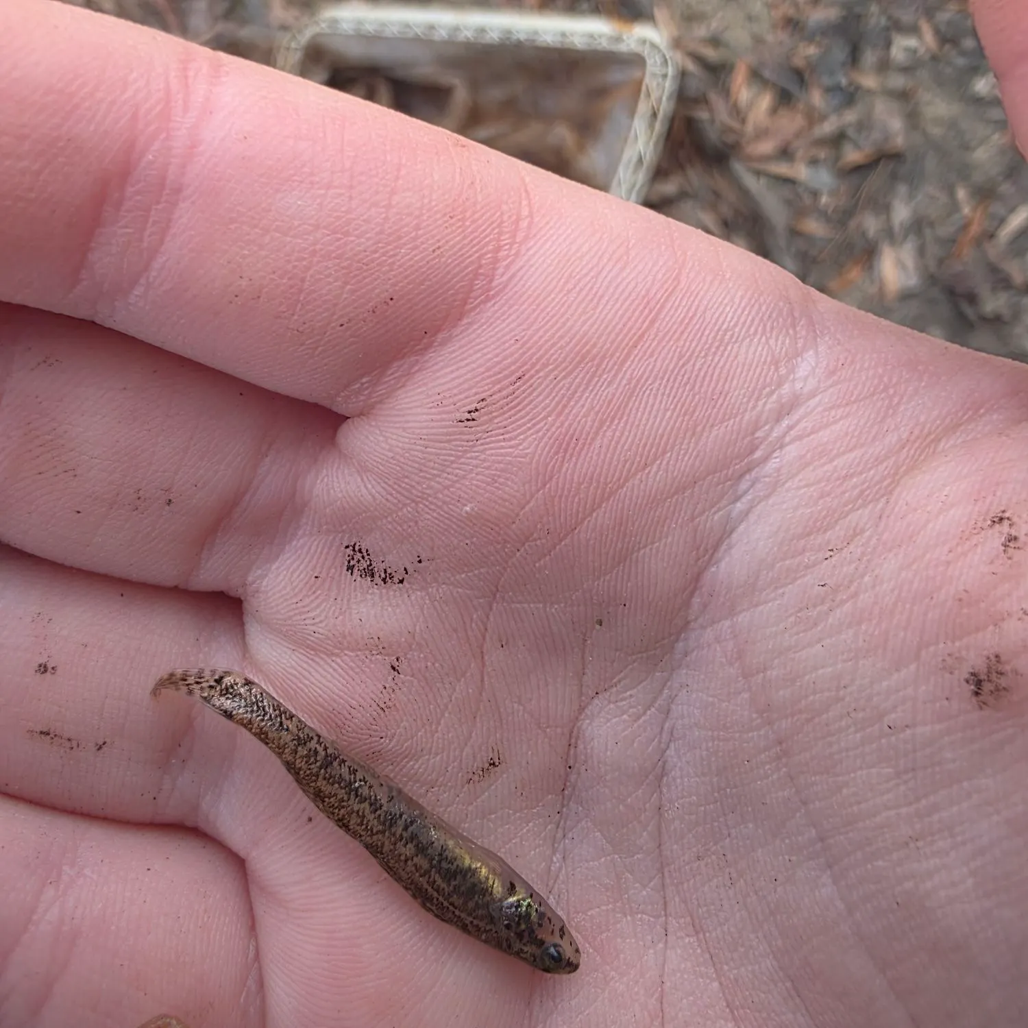 The most recent Northern tessellated darter catches on Fishbrain