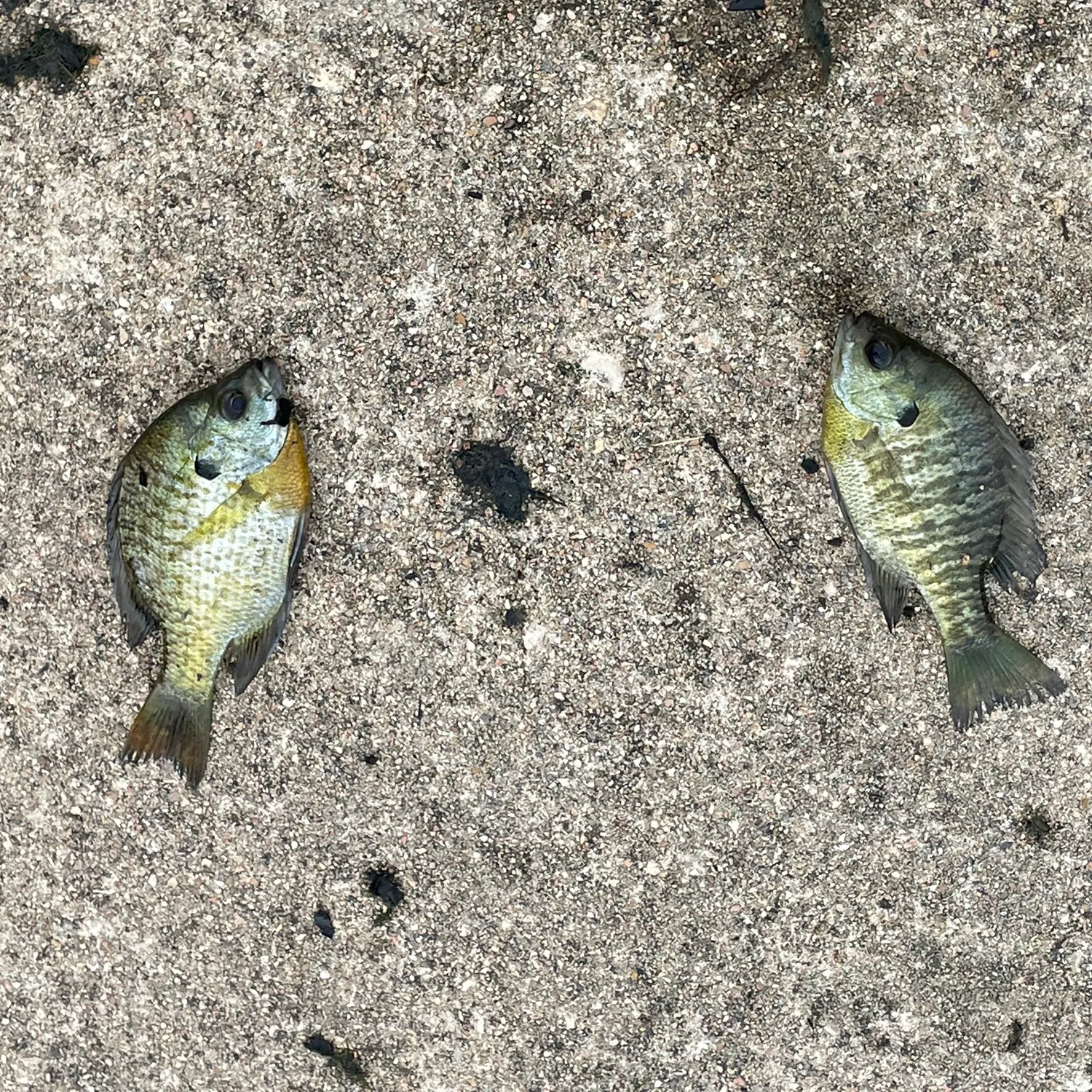 Bluegill caught on Fishbrain