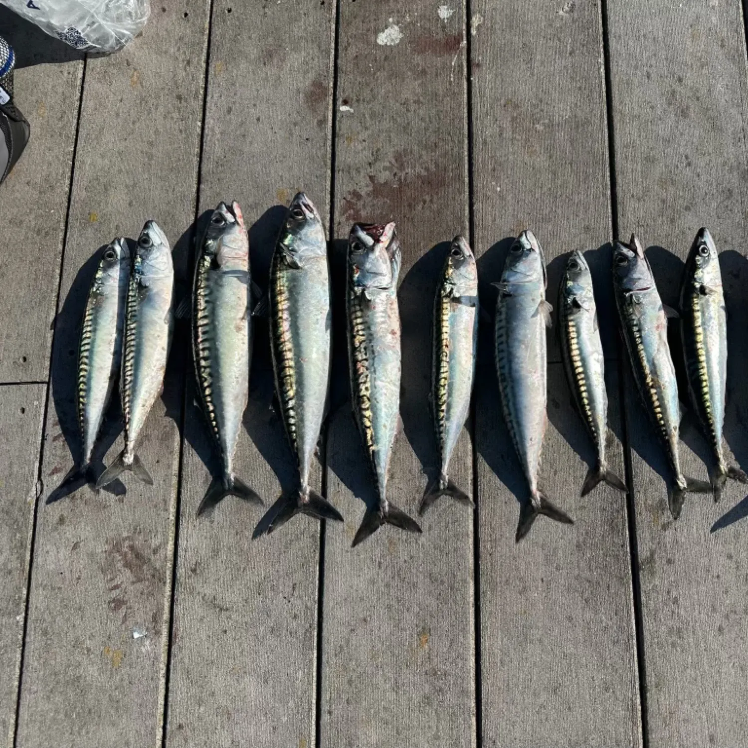 recently logged catches