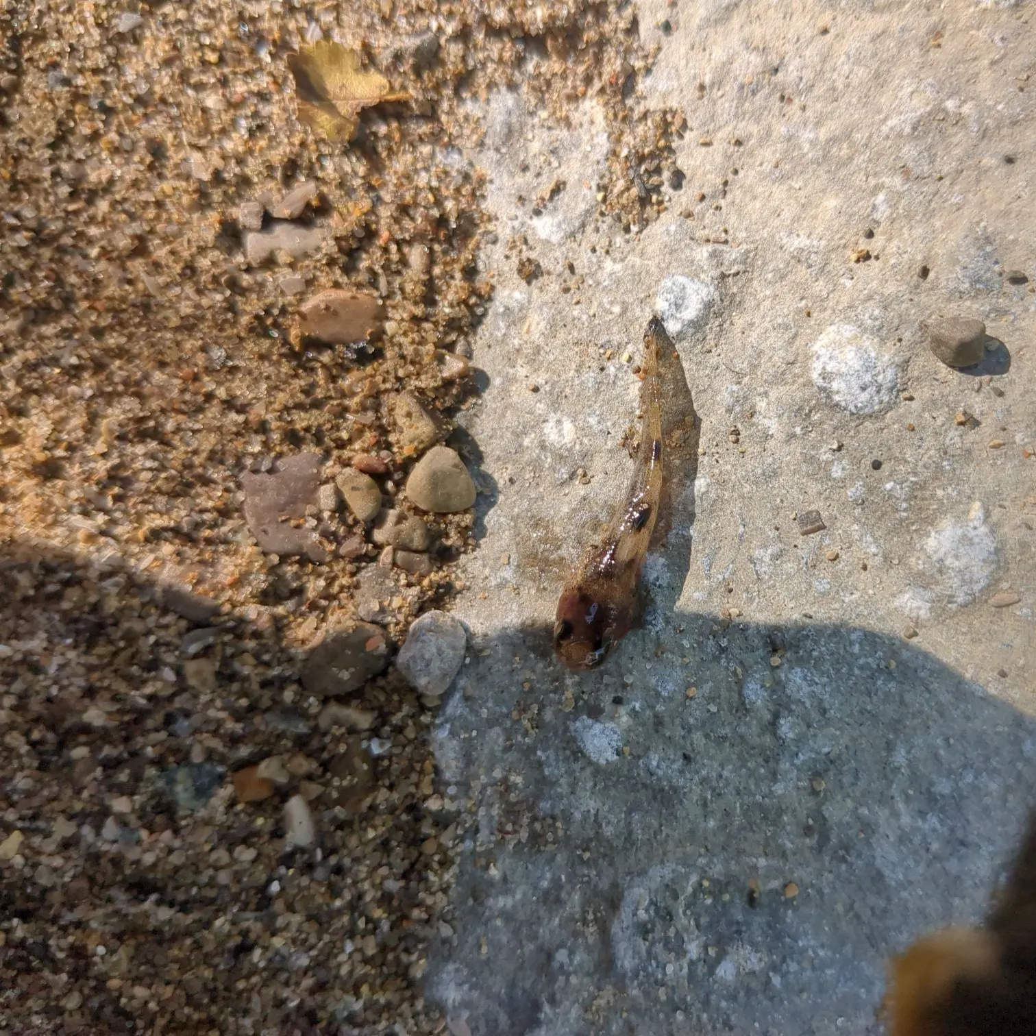 The most recent Brindled madtom catches on Fishbrain
