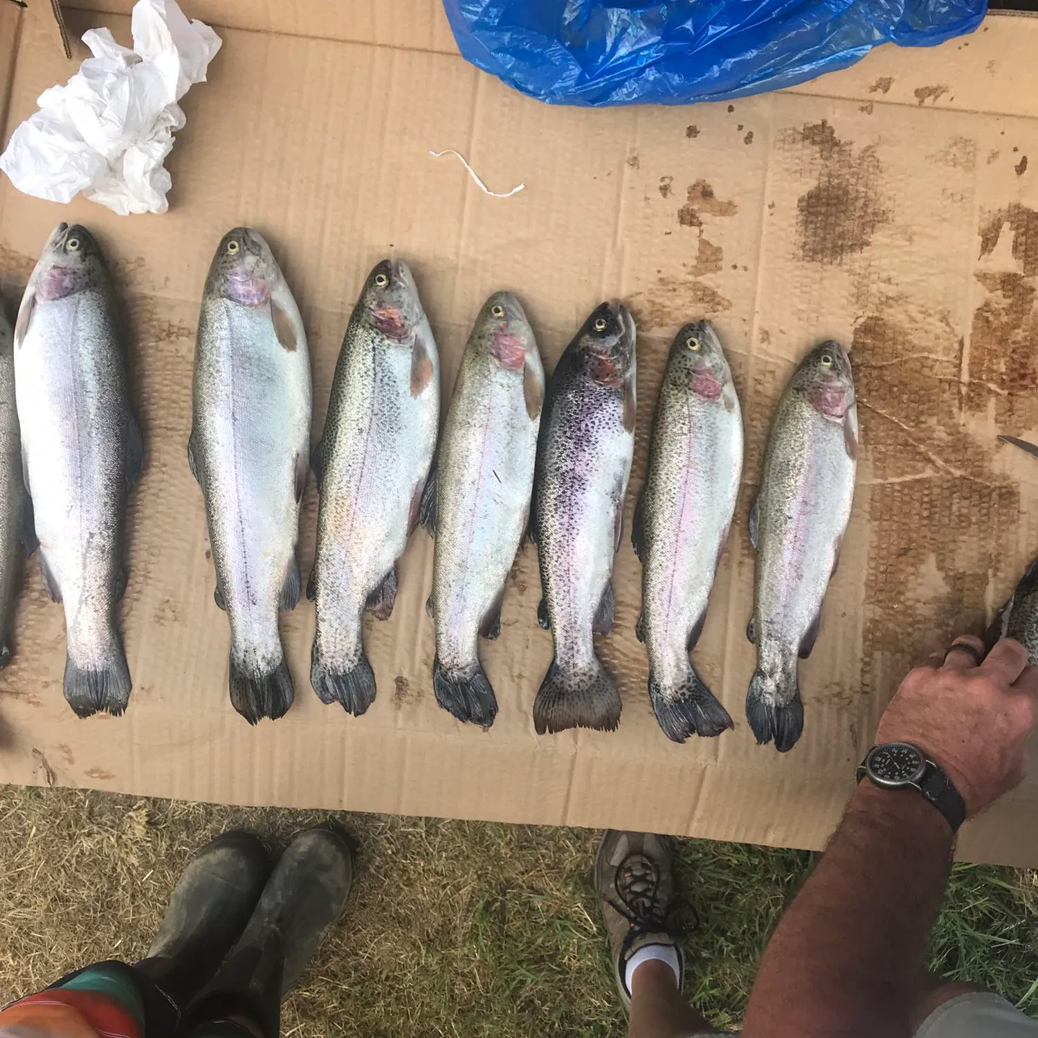 recently logged catches