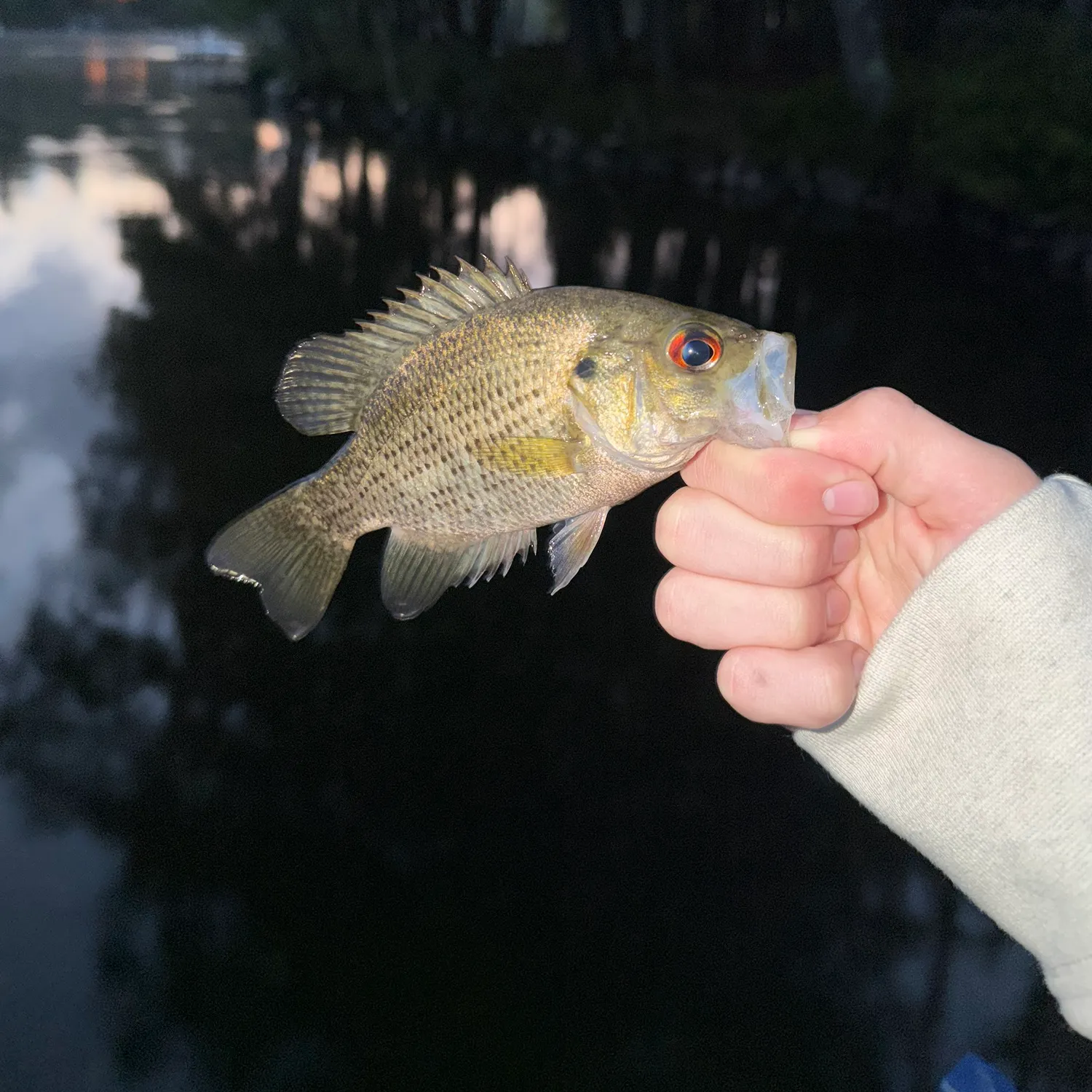 Rock bass caught on Fishbrain