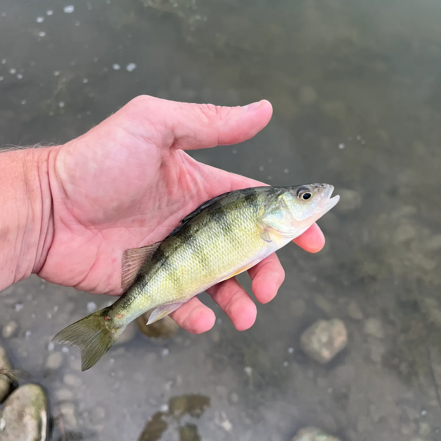Yellow perch caught on Fishbrain