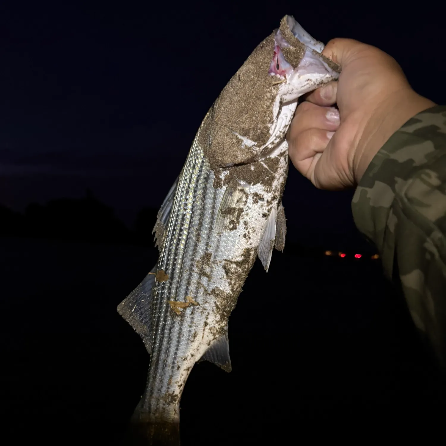 Striped bass caught on Fishbrain
