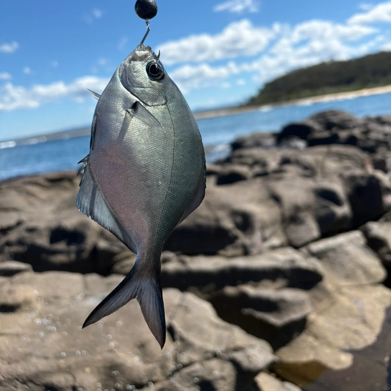 The most recent Silver sweep catches on Fishbrain