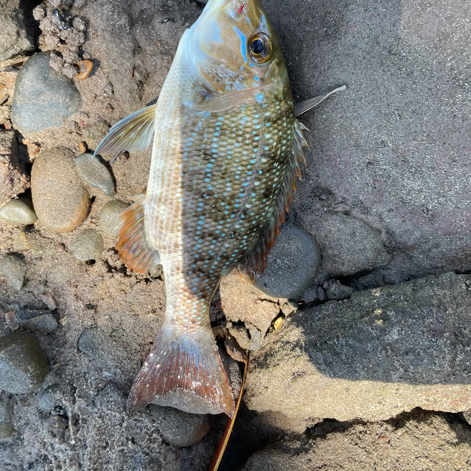 The most recent Spangled emperor catches on Fishbrain