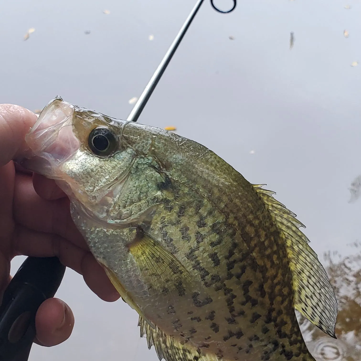 Black crappie caught on Fishbrain