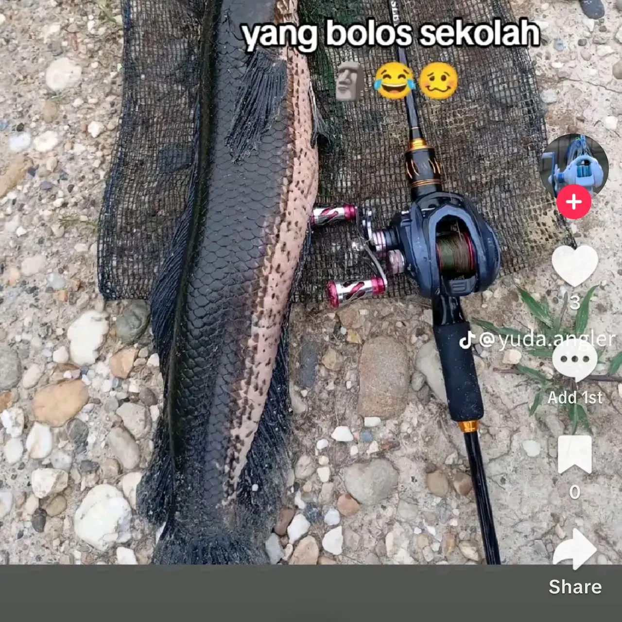 The most recent Indonesian snakehead catches on Fishbrain