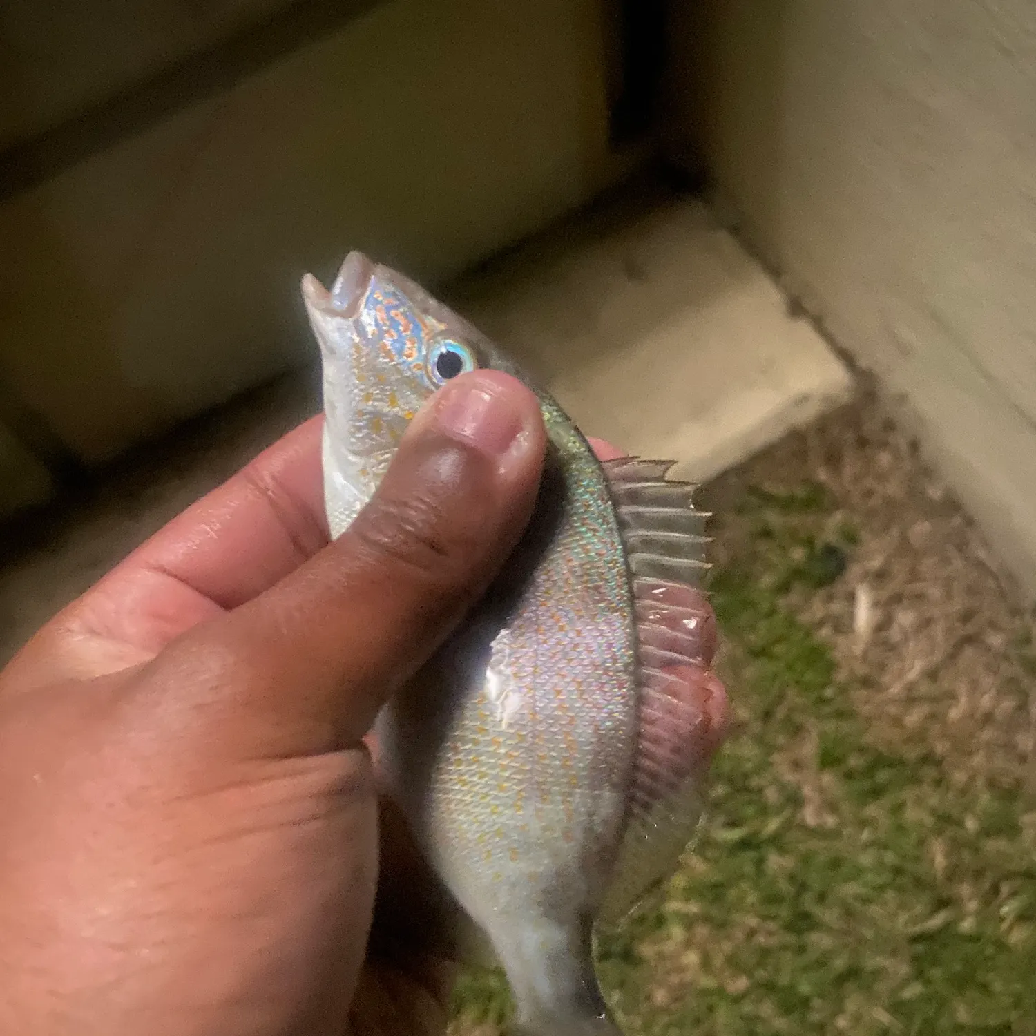 The most popular recent Pigfish catch on Fishbrain