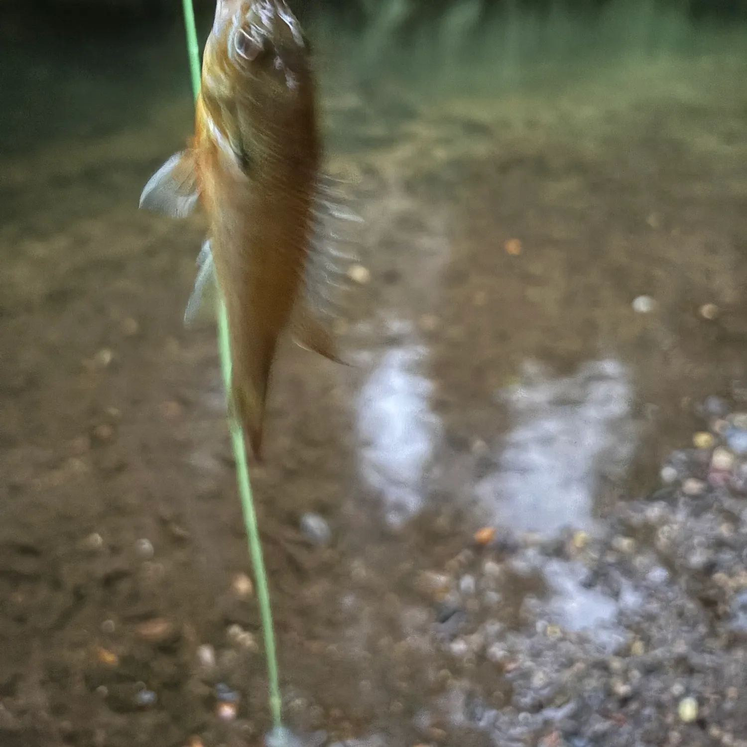 Redbreast sunfish caught on Fishbrain