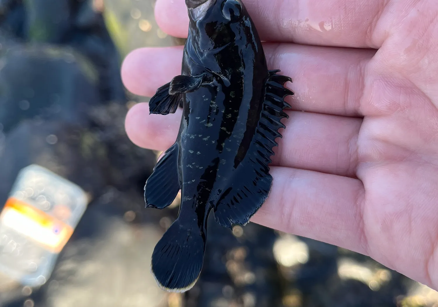 Dusky grouper