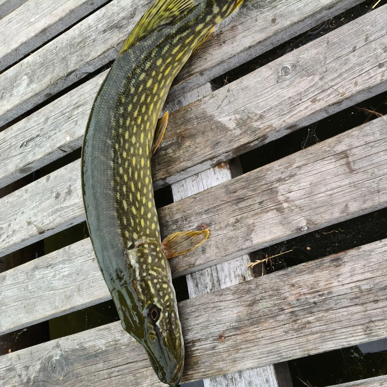 Northern pike caught on Fishbrain