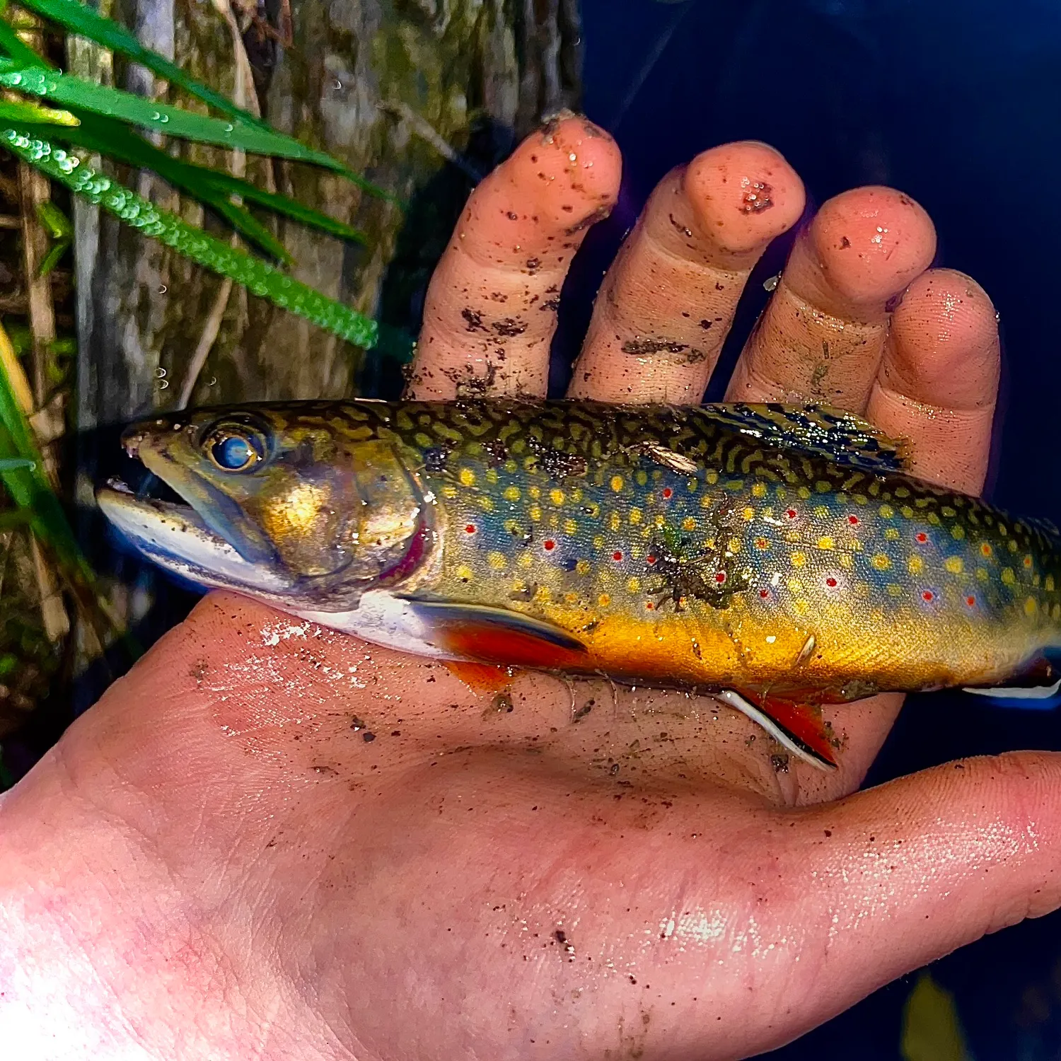 Brook trout caught on Fishbrain