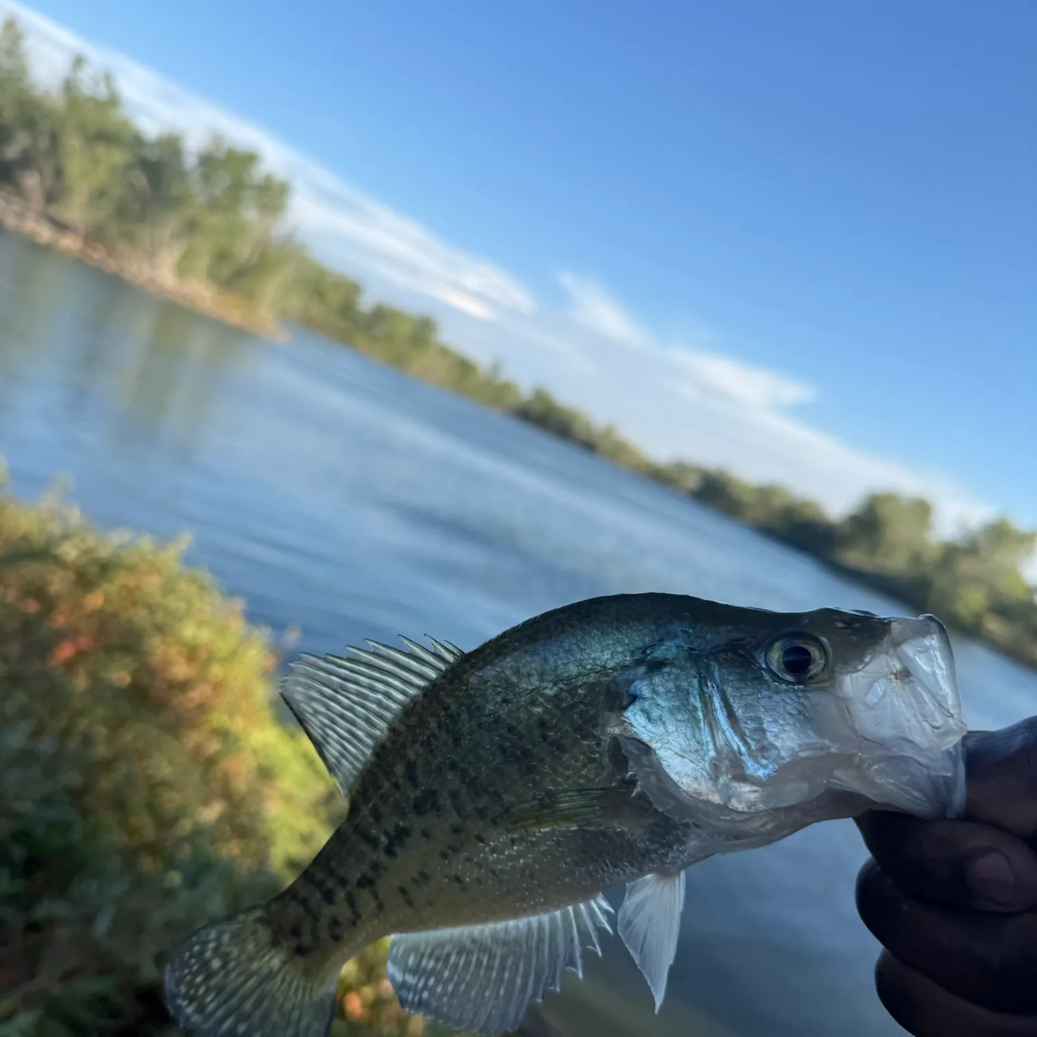 White crappie caught on Fishbrain
