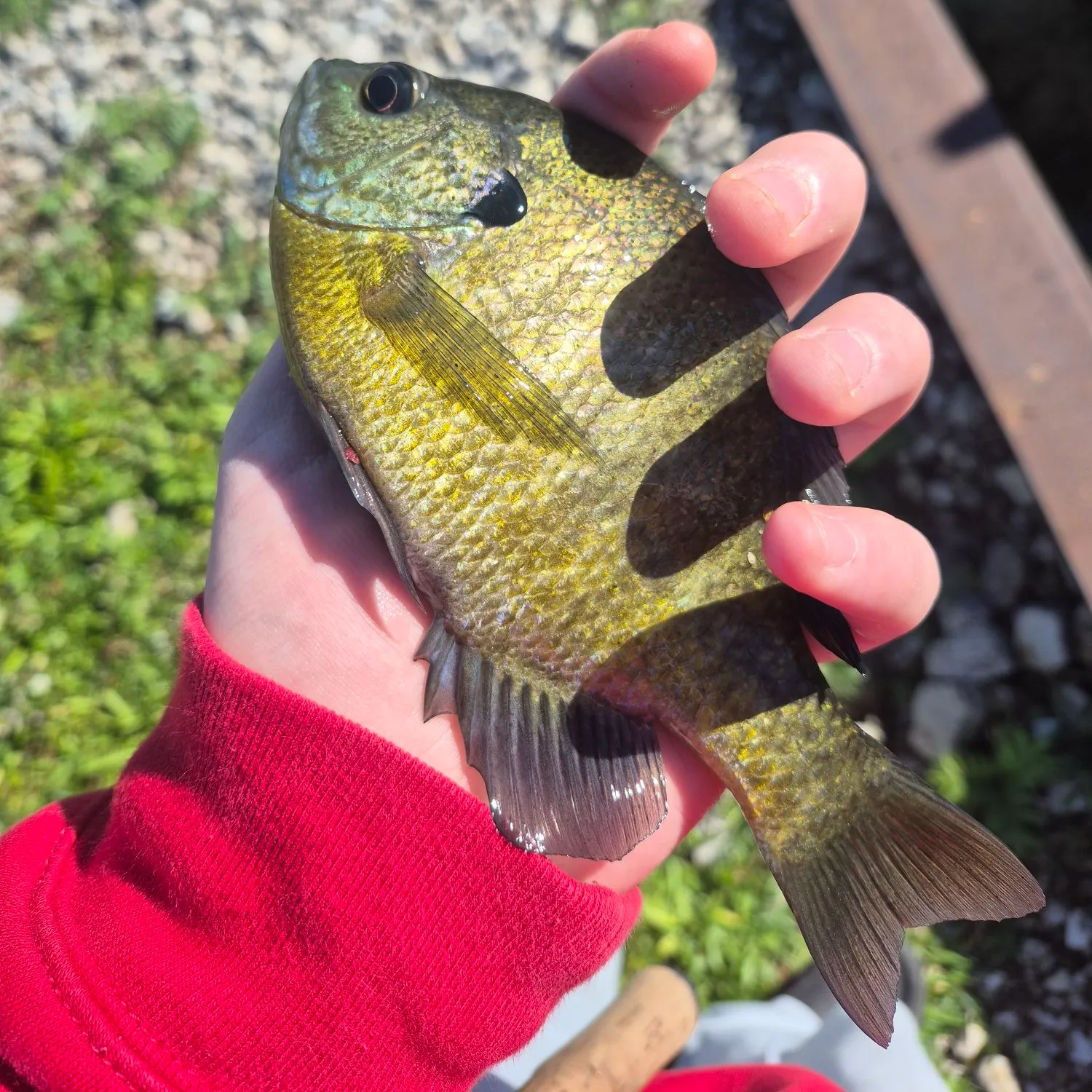 Bluegill caught on Fishbrain