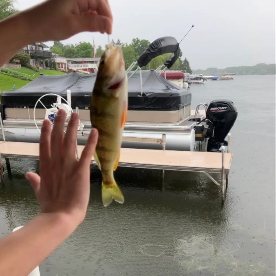 The most recent Yellow perch catches on Fishbrain