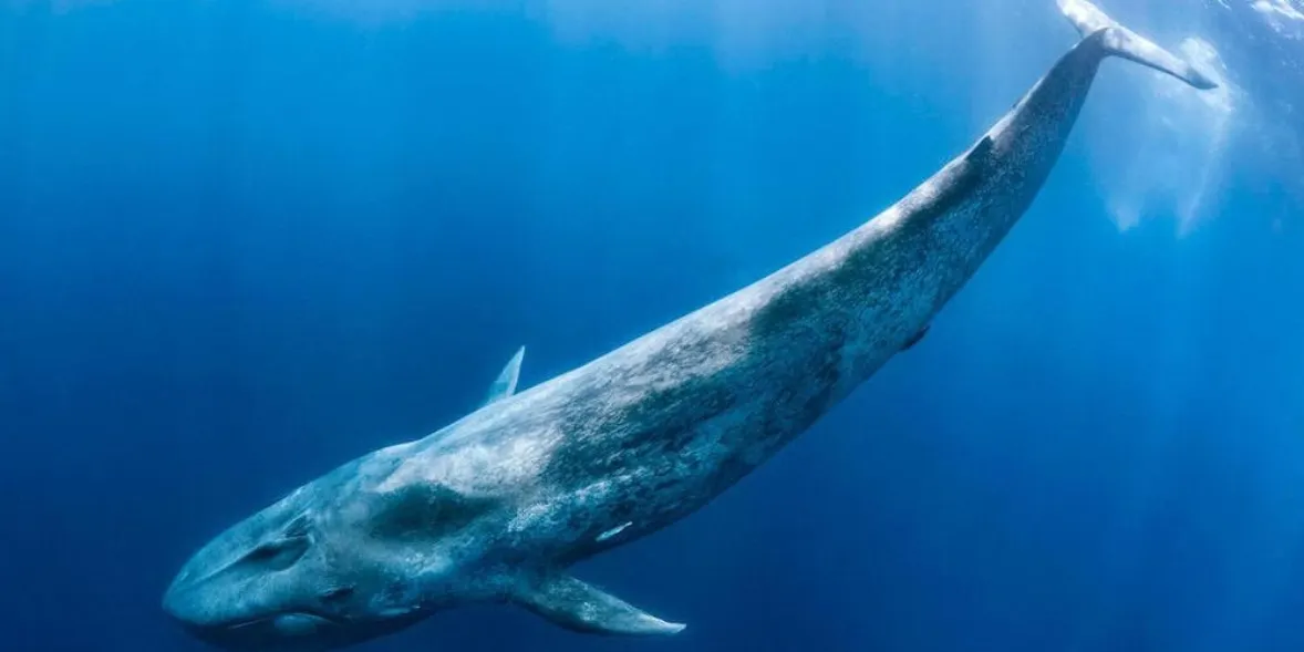 whole Blue Whale (live)