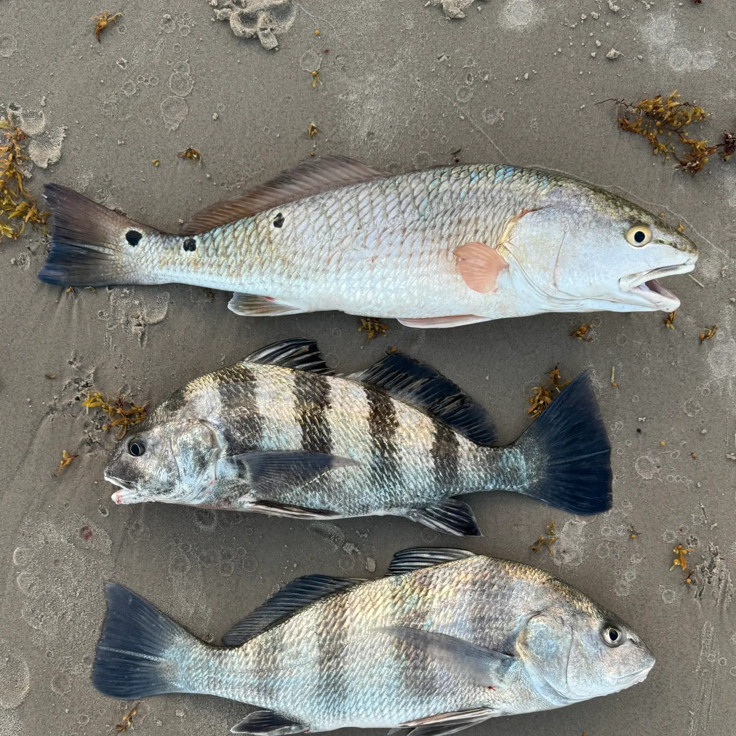 Black drum caught on Fishbrain