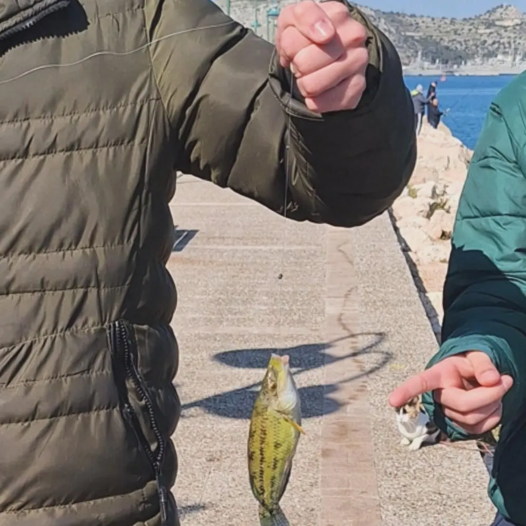 The most recent Ballan wrasse catches on Fishbrain