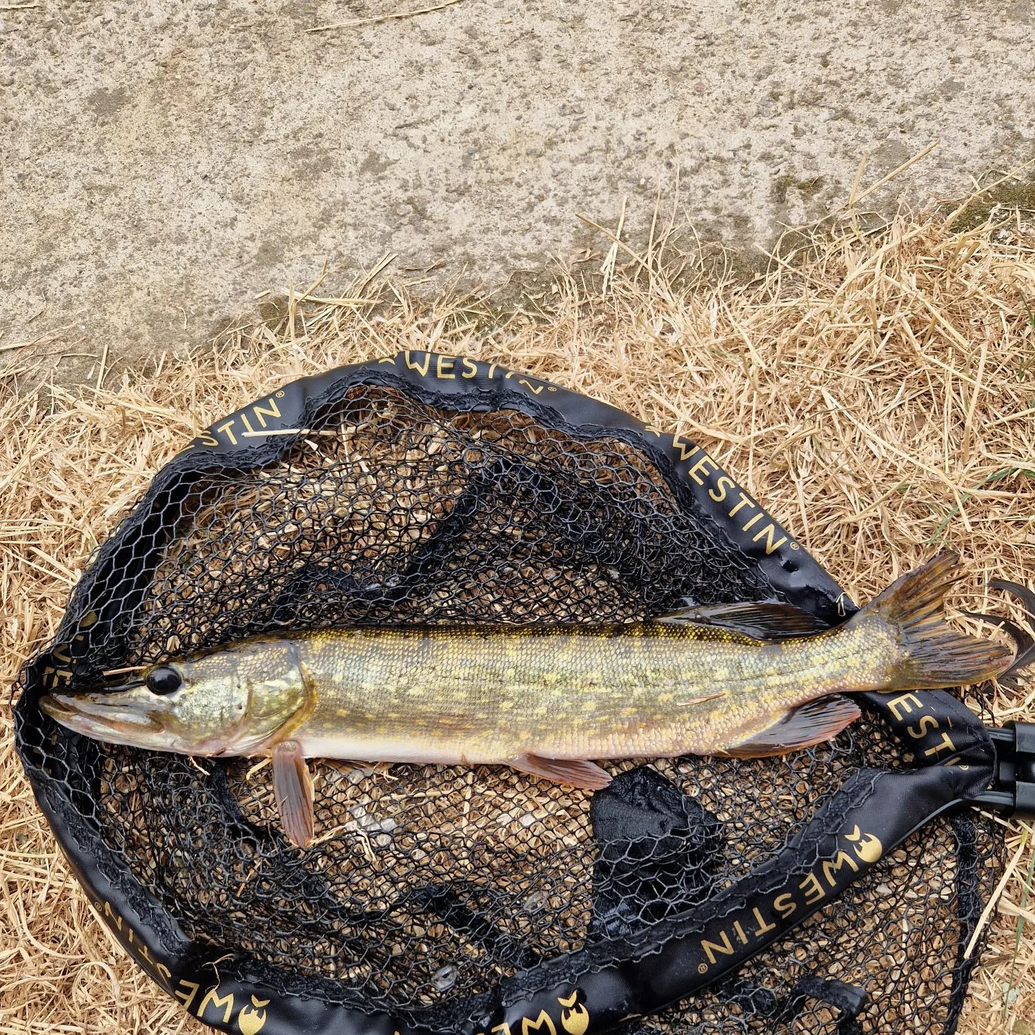 Northern pike caught on Fishbrain