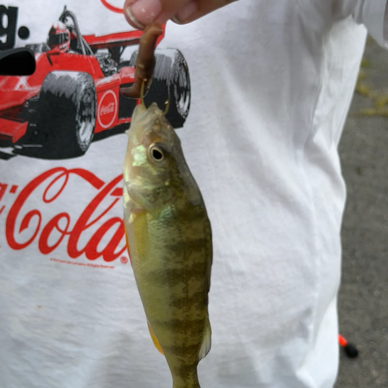 Yellow perch caught on Fishbrain