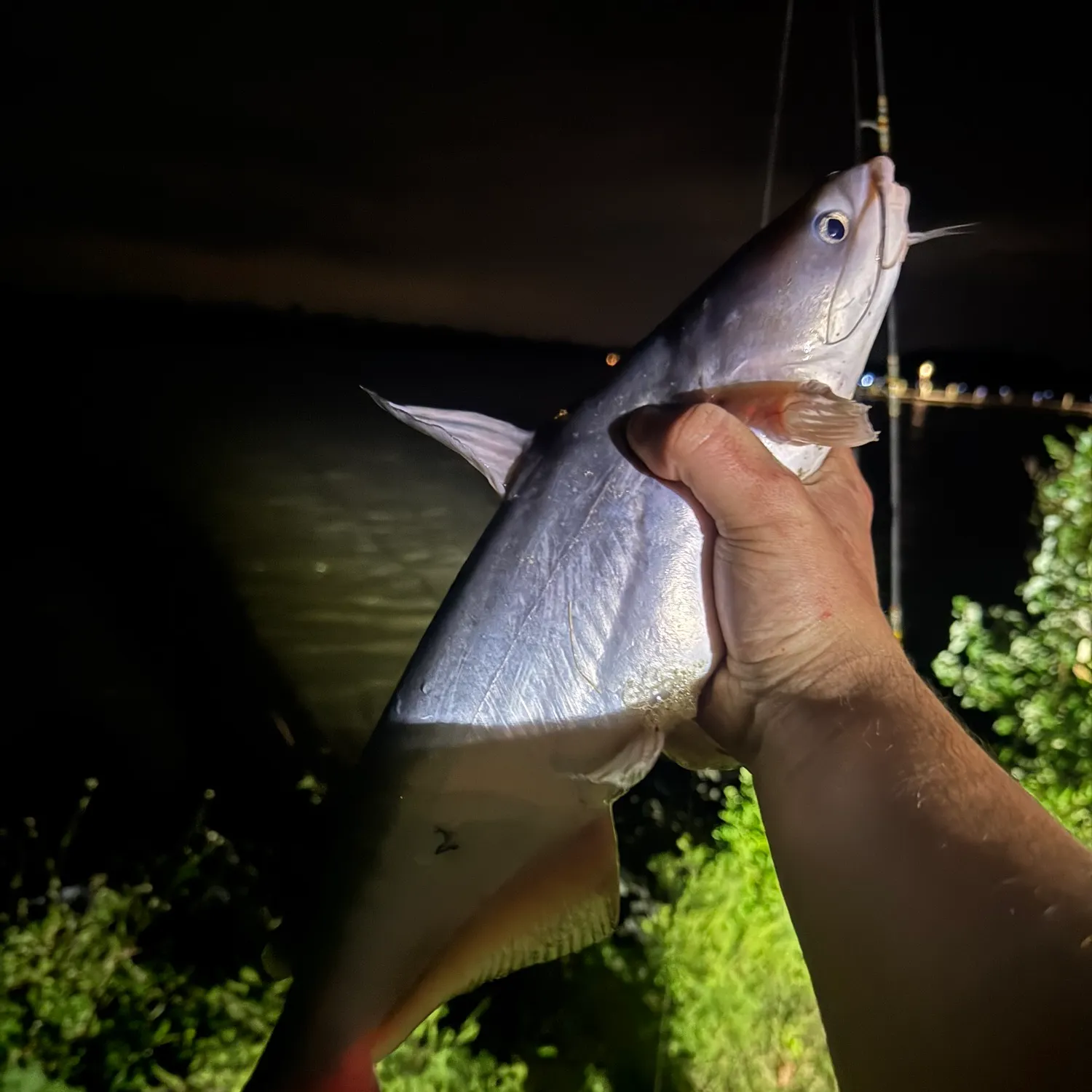 Blue catfish caught on Fishbrain
