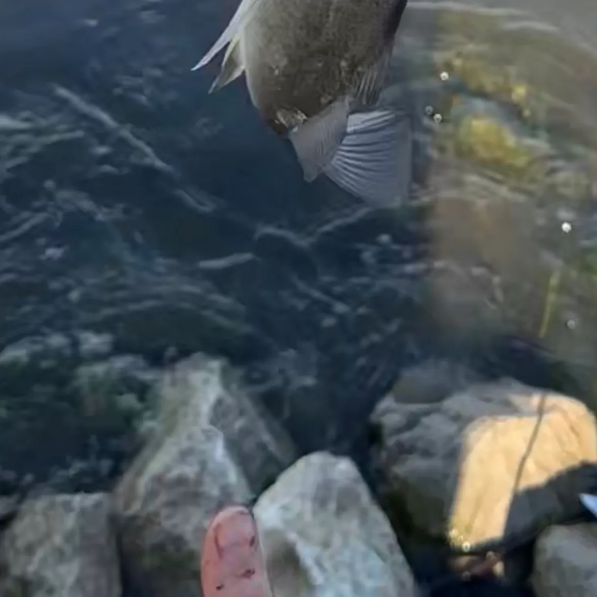 Freshwater drum caught on Fishbrain