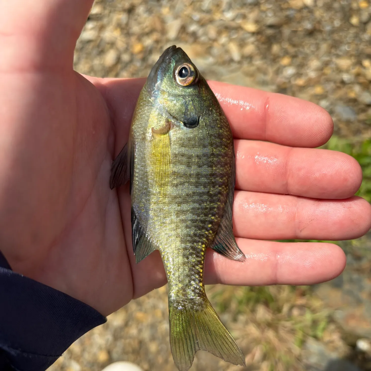 Bluegill caught on Fishbrain