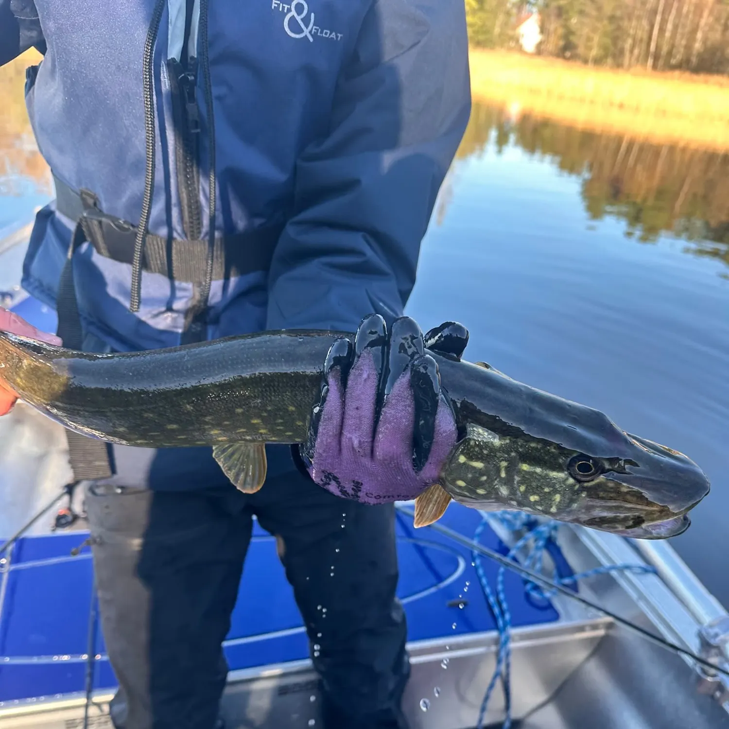 Northern pike caught on Fishbrain