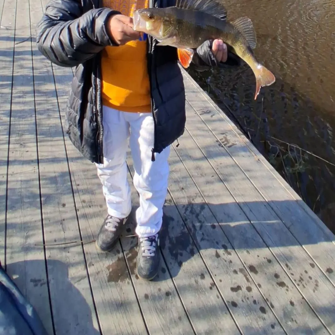 European perch caught on Fishbrain