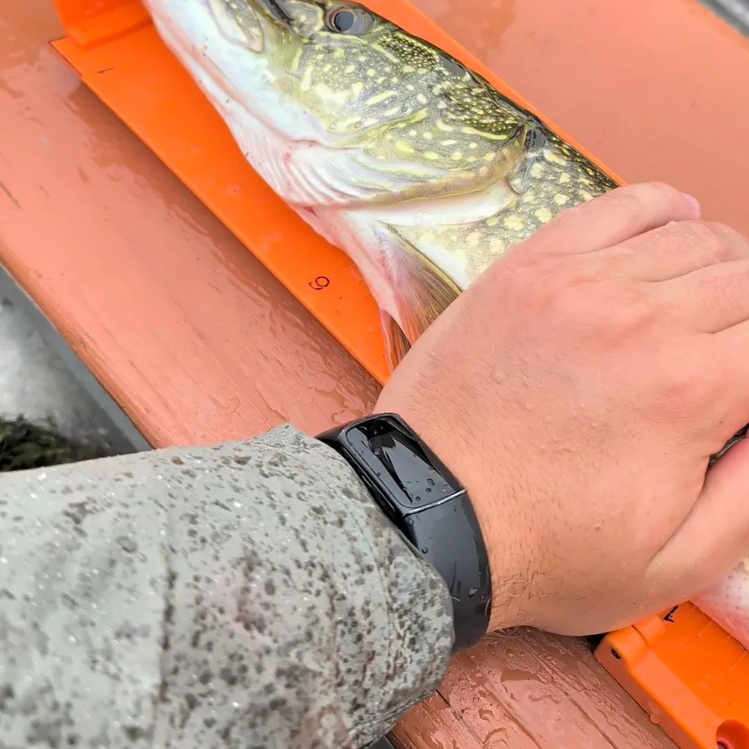 Northern pike caught on Fishbrain