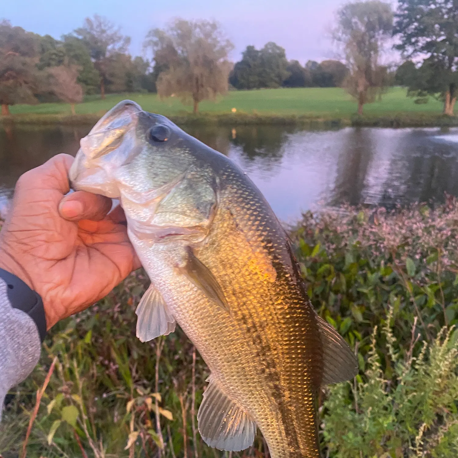 Largemouth bass caught on Fishbrain