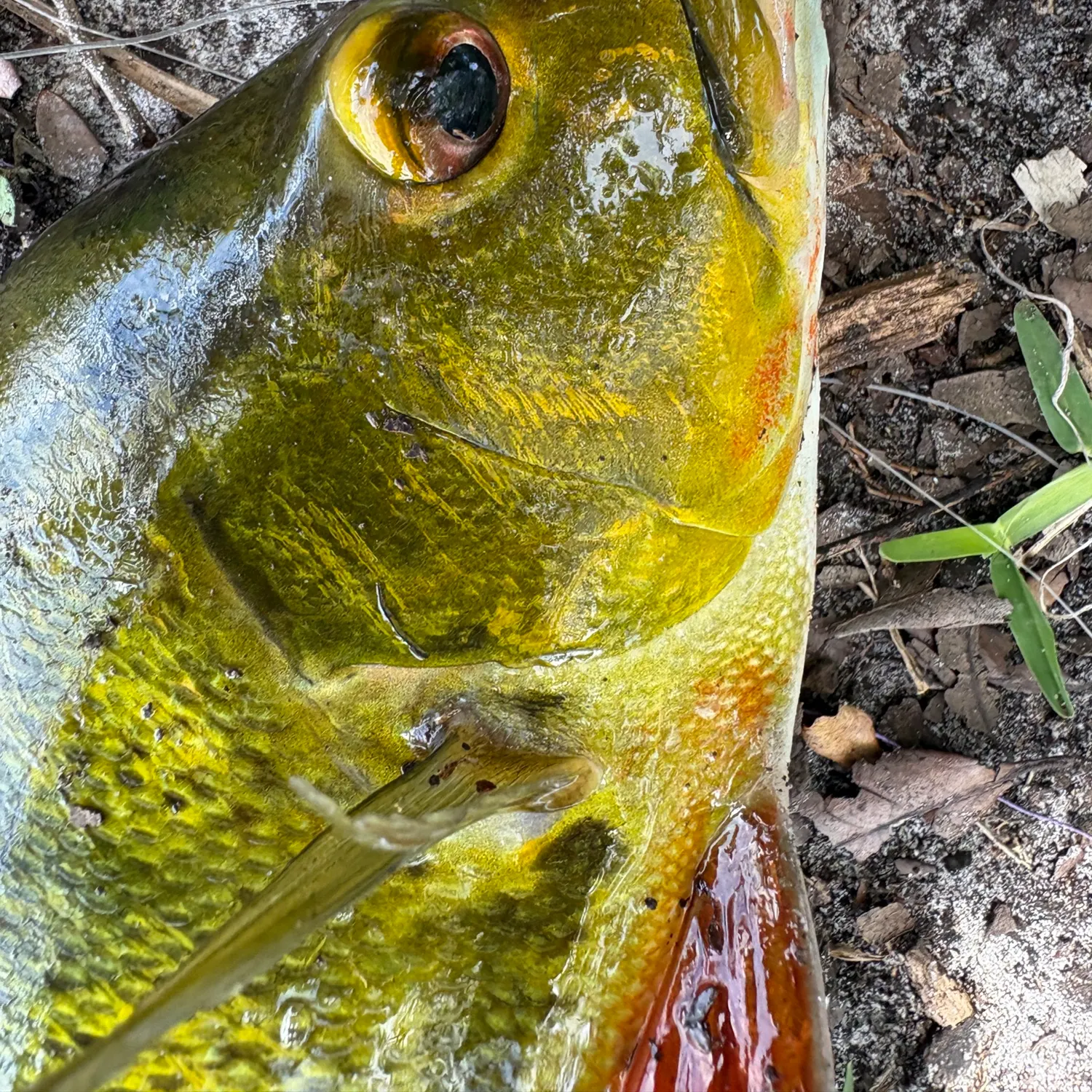 The most recent Butterfly peacock bass catches on Fishbrain