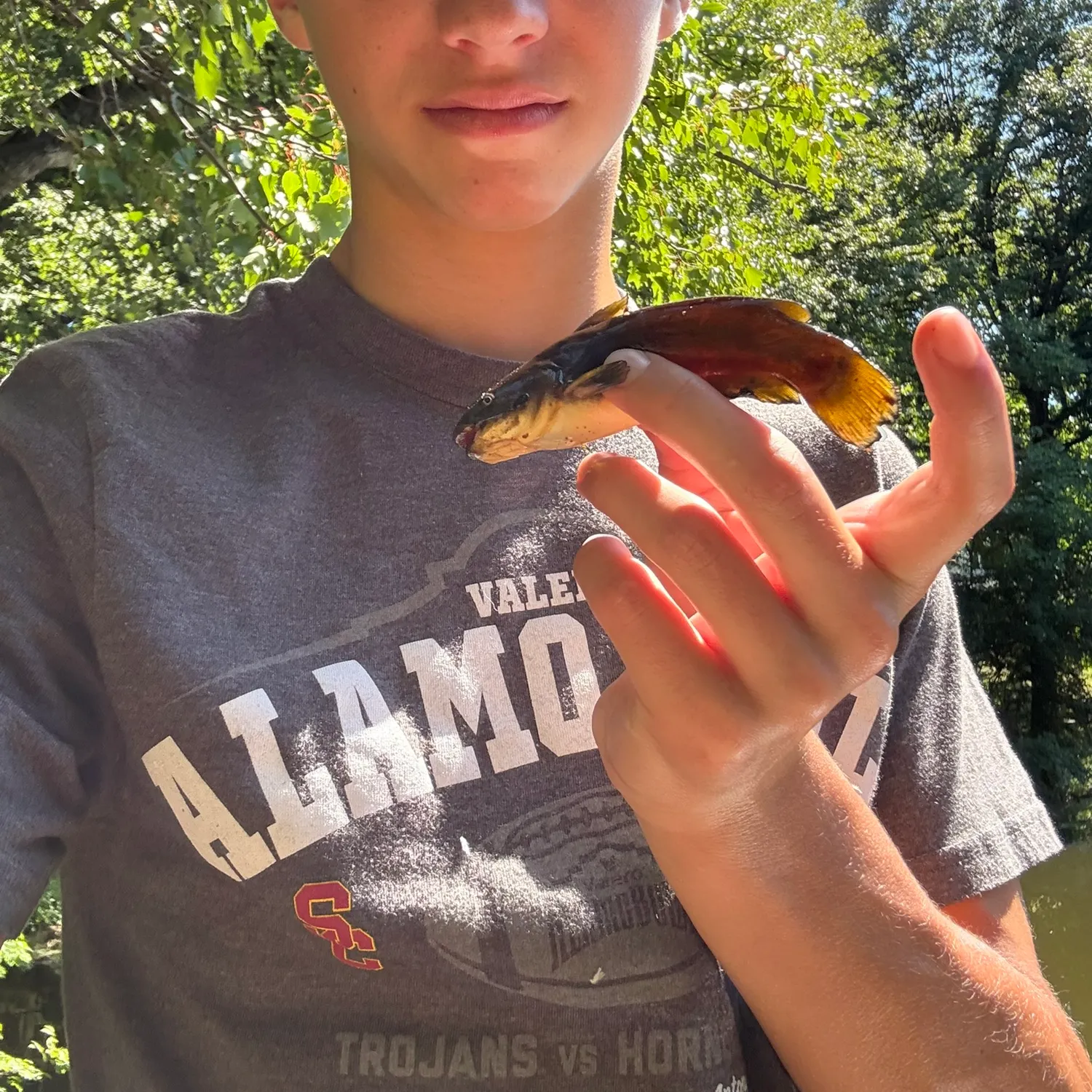Black bullhead caught on Fishbrain