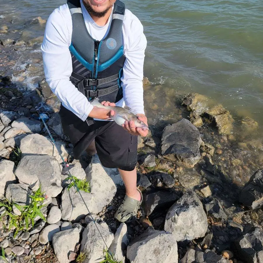 Channel catfish caught on Fishbrain
