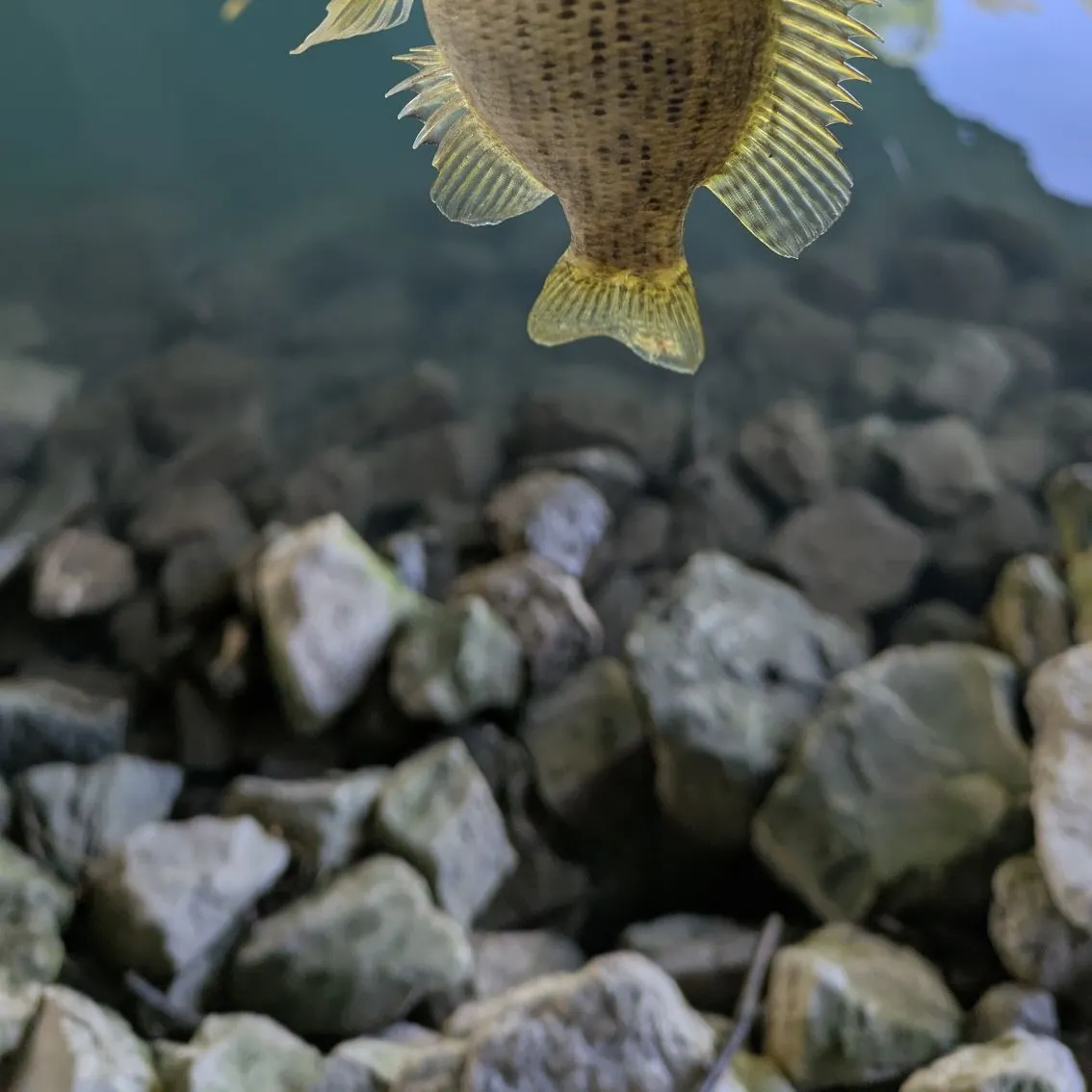 The most recent Rock bass catches on Fishbrain
