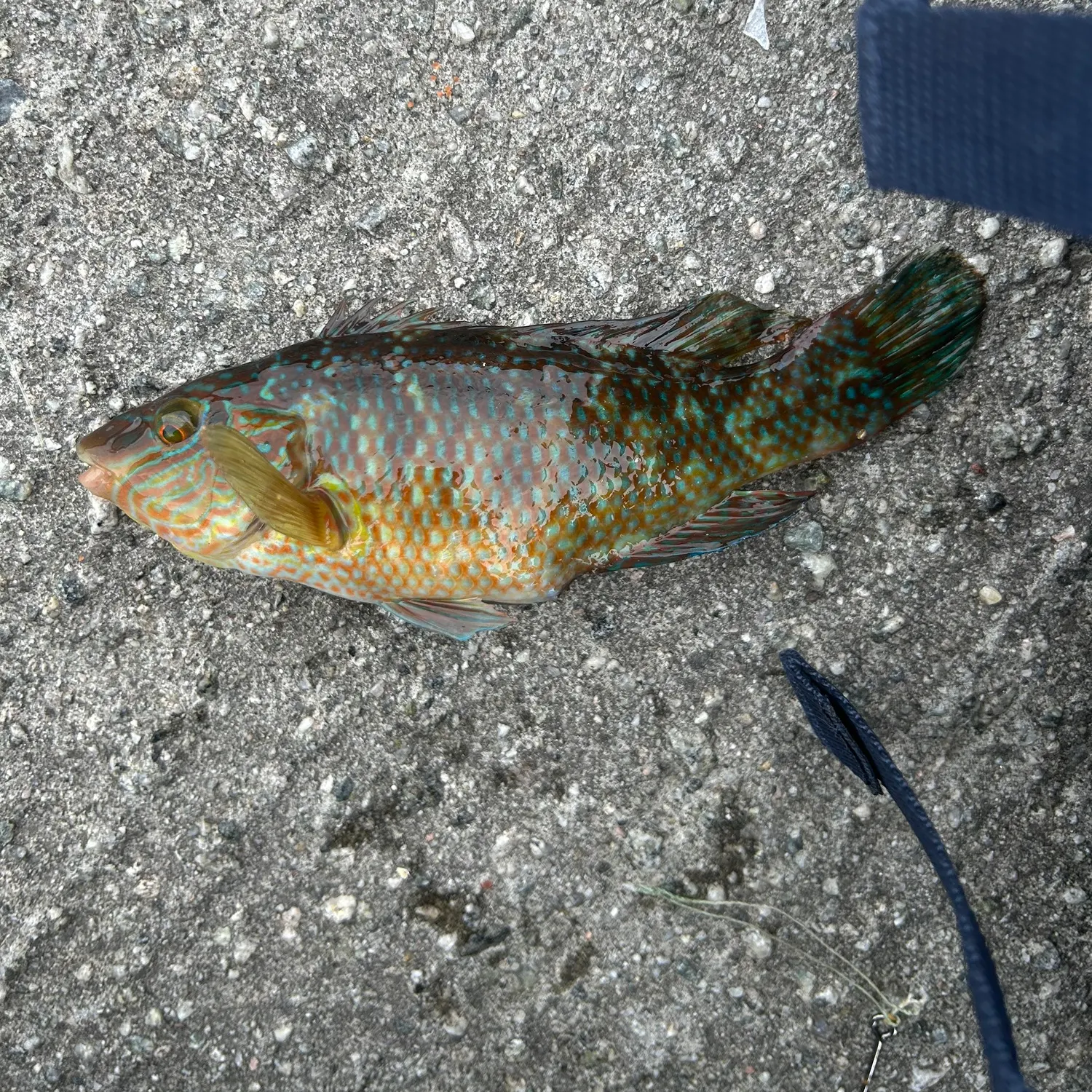 Corkwing wrasse caught on Fishbrain