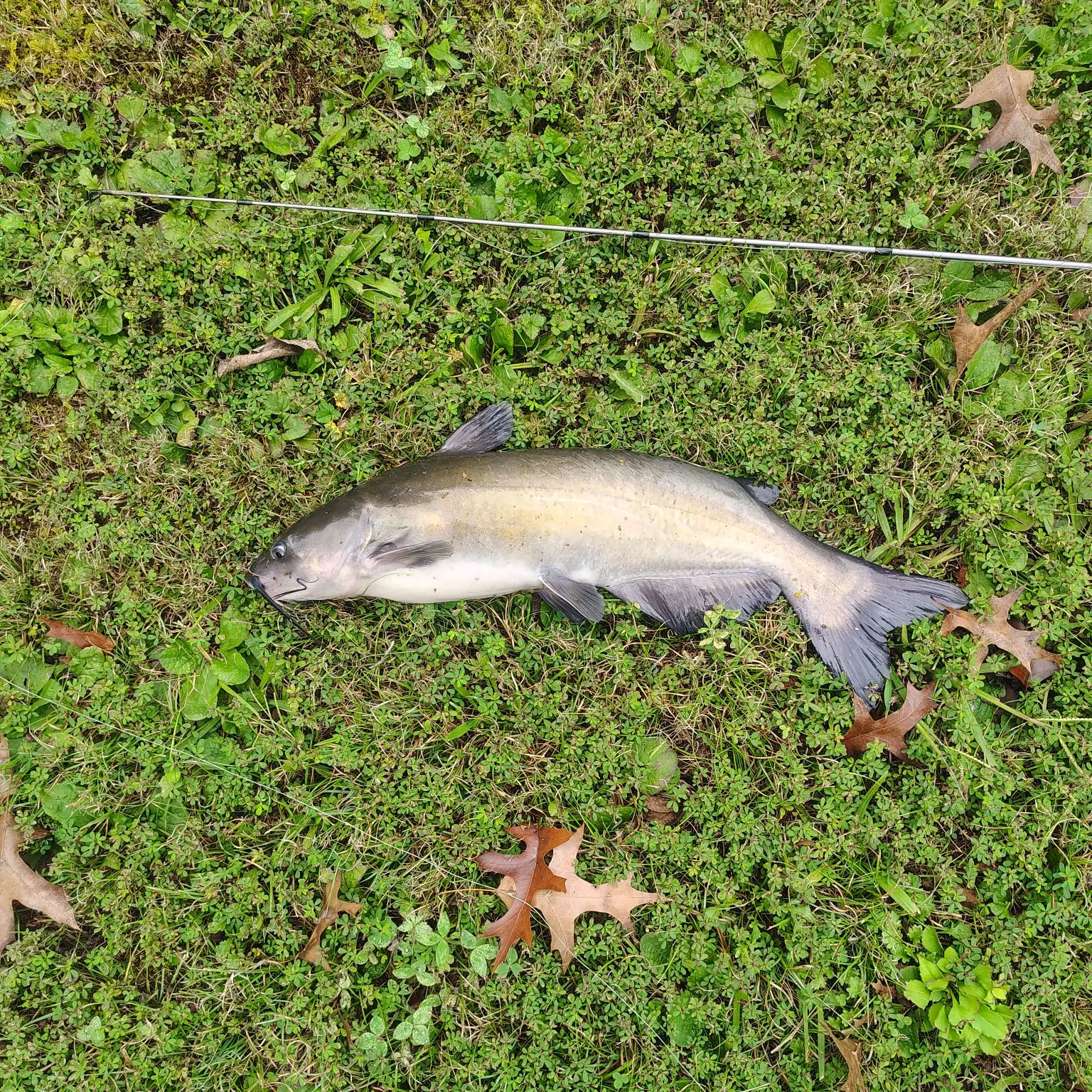 Blue catfish caught on Fishbrain