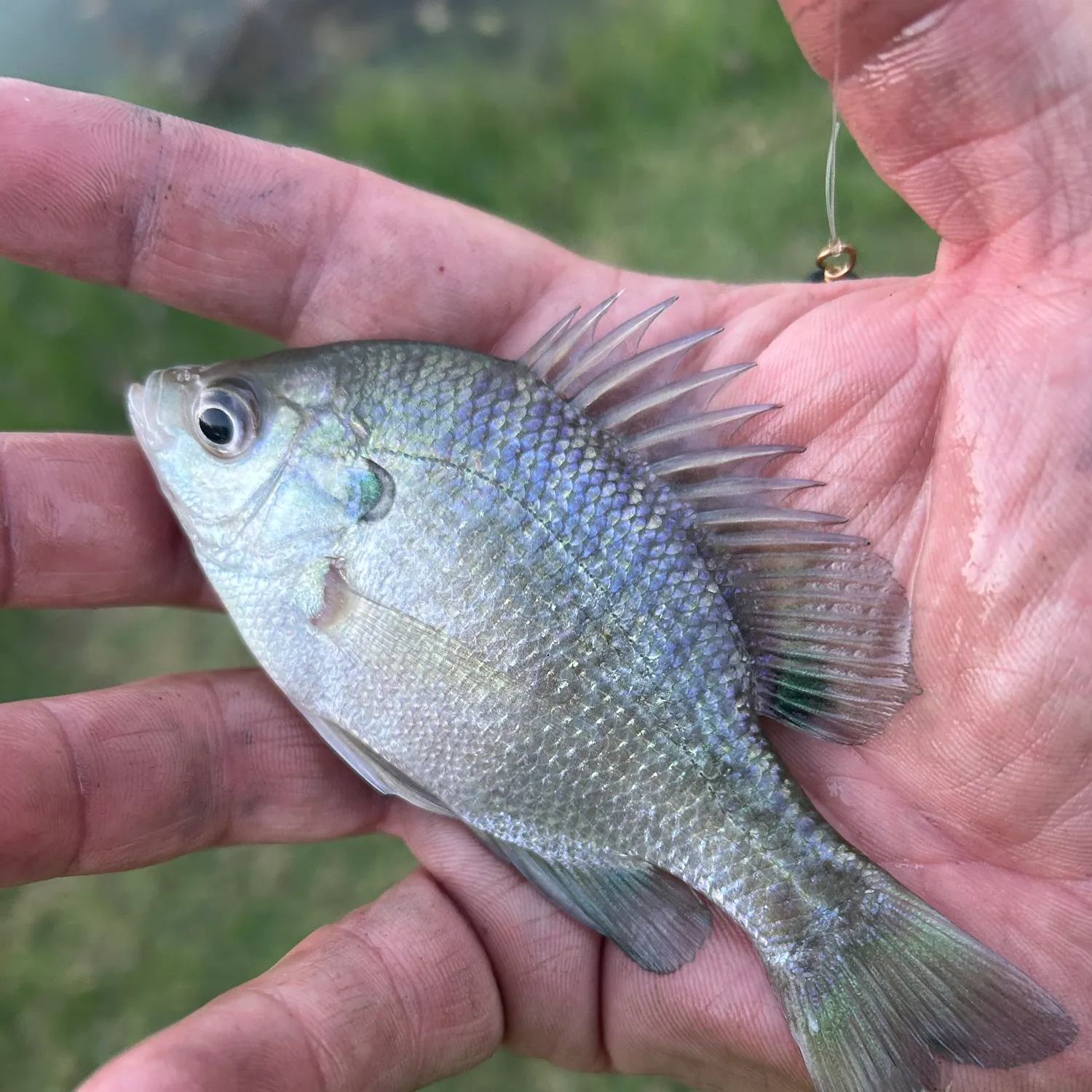Bluegill caught on Fishbrain