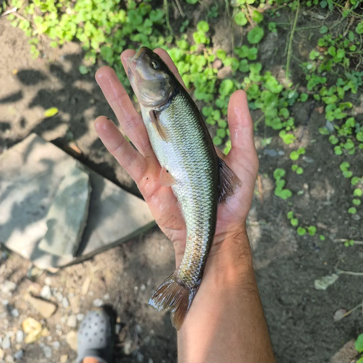 Creek chub caught on Fishbrain