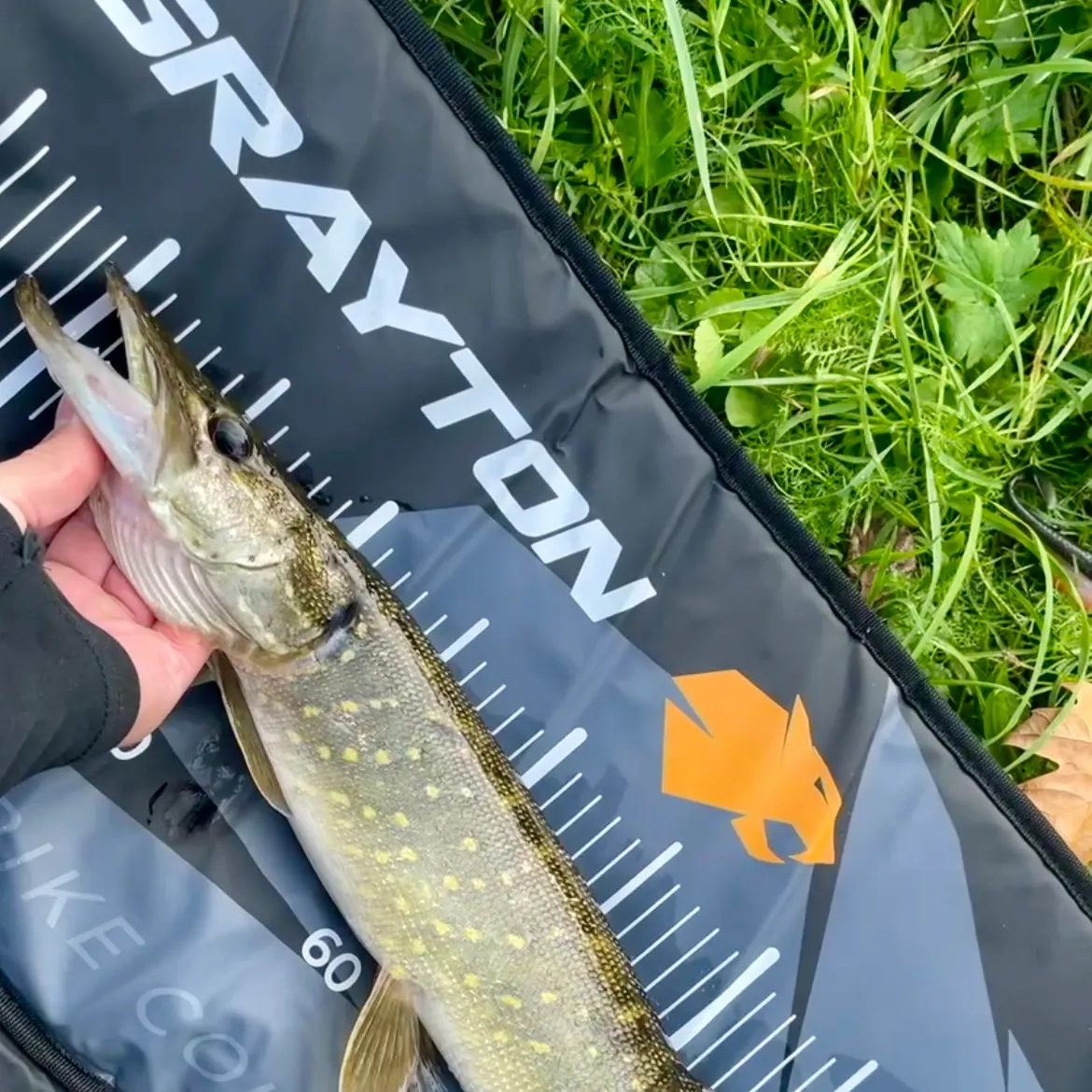 Northern pike caught on Fishbrain