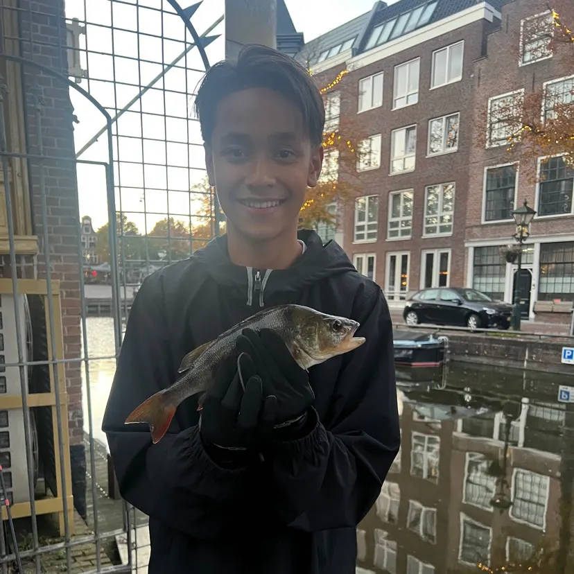 The most recent European perch catches on Fishbrain