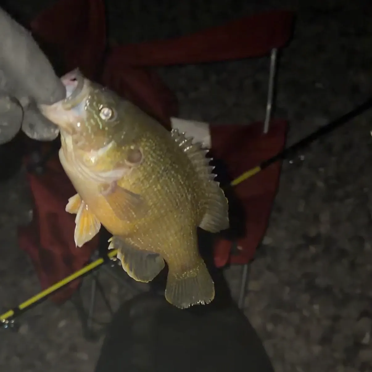 Green sunfish caught on Fishbrain