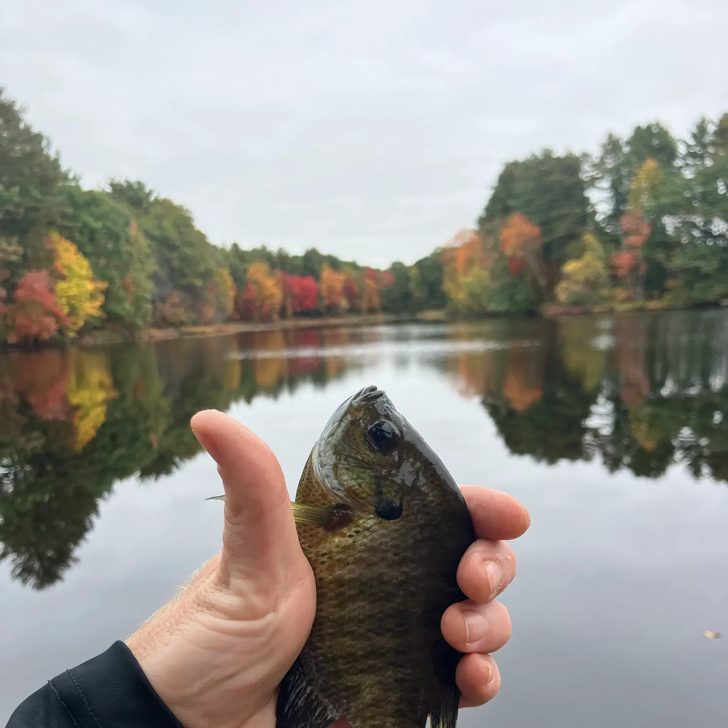 Bluegill caught on Fishbrain