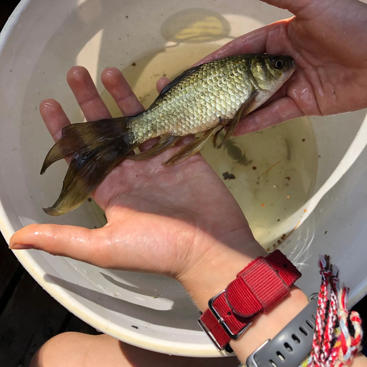 Goldfish caught on Fishbrain